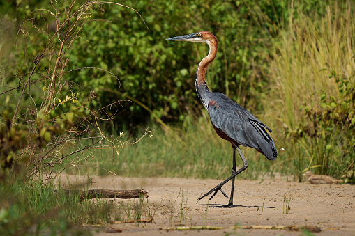 Goliath Heron - Ardea goliath also Giant heron, large wading bird of the heron family Ardeidae, found in sub-Saharan Africa, in Southwest and South Asia, standing on the green background.
