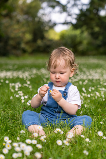 portrait of a baby with blond, wavy hair, sitting on green grass among many daisies. The focus is on the child, the background is blurred