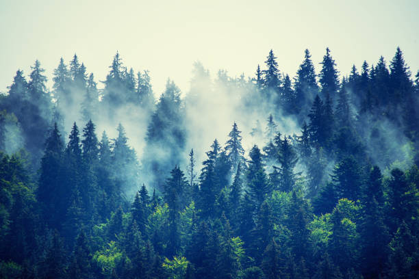 Free Stock Photo of Misty mountain landscape with fog-covered treetops ...