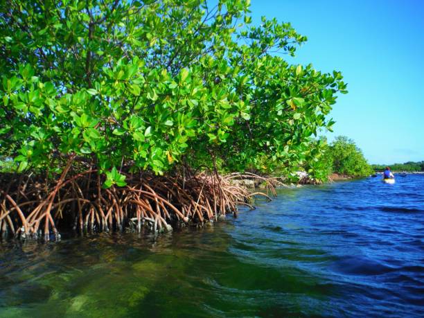 istock Kayaking at Bahia Honda State Park Florida 2109182541