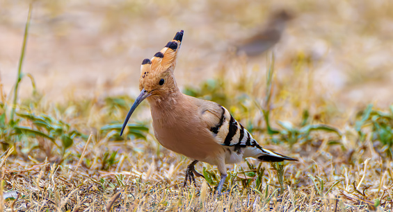 A hoopoe looking for worms in the gras