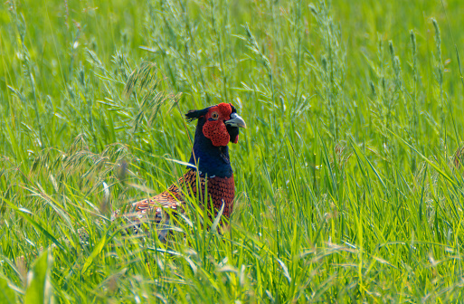 Common pheasant Phasianus colchicus standing in a meadow.