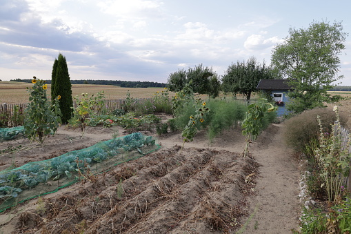 Beautiful summer day in the Sandharlander Heide near Abensberg in Bavaria