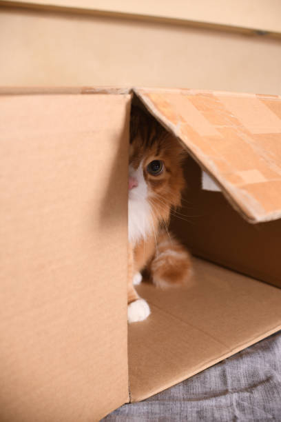 istock Red cat looks out of a cardboard box 2109212442