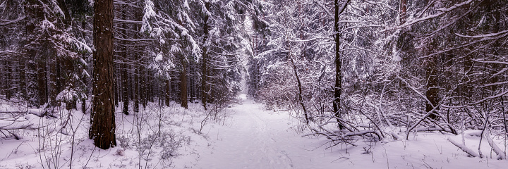 winter snowy forest with a deserted footpath through dense thickets. beautiful widescreen landscape. side view