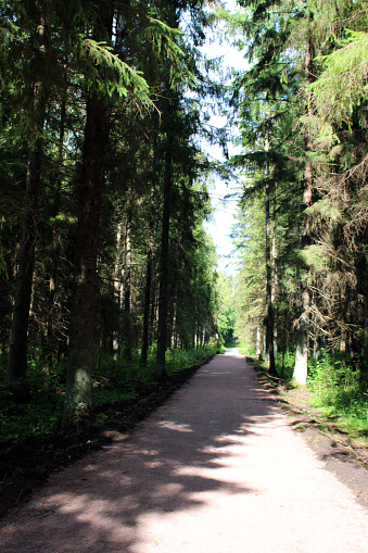 A sun-drenched alley in a forest park. Photo of a summer landscape.