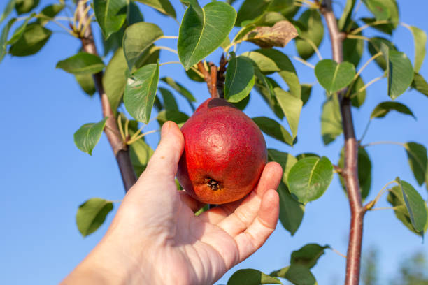istock farmer harvesting red pears from a tree in the garden. Fruit harvest 2109249399