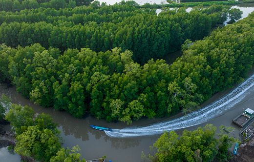 Composite boat surfing in the middle of the mangrove forest, Ca Mau province