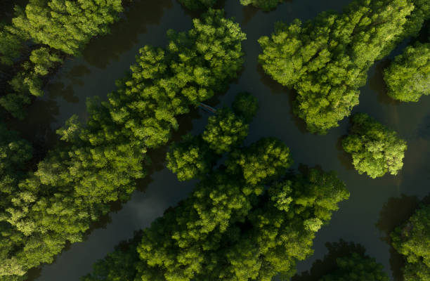 istock Ca Mau mangrove forests seen from above 2109250978