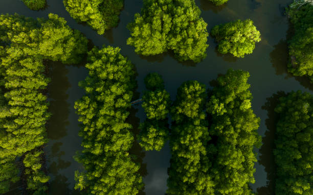istock Ca Mau mangrove forests seen from above 2109250981
