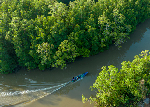 Composite boat surfing in the middle of the mangrove forest, Ca Mau province
