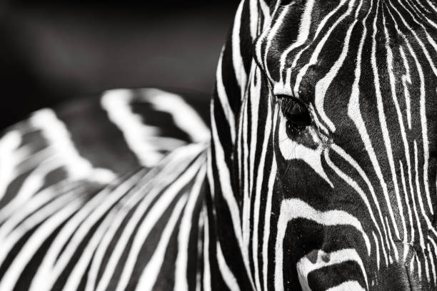 istock Zebra: A striking and iconic African mammal 2109251533
