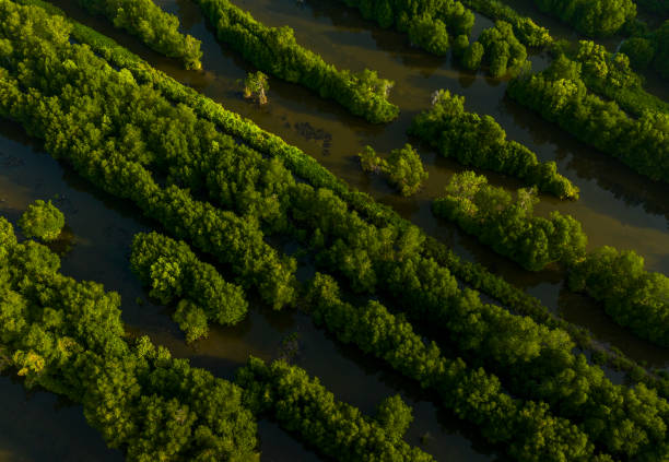istock Ca Mau mangrove forests seen from above 2109251546
