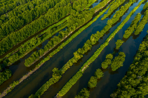 istock Ca Mau mangrove forests seen from above 2109252068