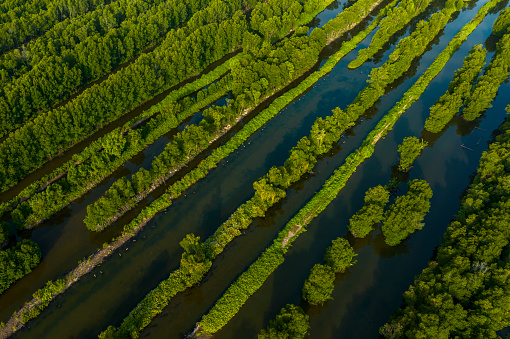 Ca Mau mangrove forest is known as one of the largest mangrove forests in the world and is currently second only to the Amazon primeval forest in South America. These forests stretch throughout 6 districts of Ca Mau province: Dam Doi district, Tran Van Thoi district, Phu Tan district, U Minh district, Nam Can district and Ngoc Hien district.