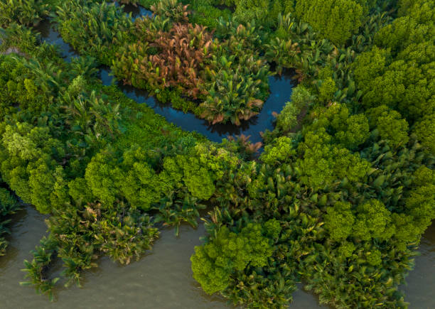 istock Wetlands in Ca Mau province, canal with nipa palm forest on both sides 2109253177