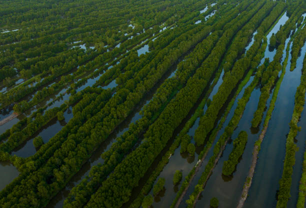 Ca Mau mangrove forest is known as one of the largest mangrove forests in the world and is currently second only to the Amazon primeval forest in South America. These forests stretch throughout 6 districts of Ca Mau province: Dam Doi district, Tran Van Thoi district, Phu Tan district, U Minh district, Nam Can district and Ngoc Hien district.