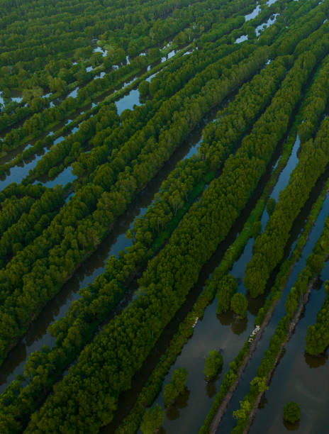 istock Ca Mau mangrove forests seen from above 2109255476