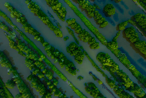 explore the mangrove forests in the southernmost region of vietnam, ca mau province - river aerial view delta rainforest fotografías e imágenes de stock