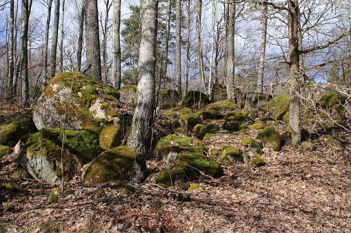 Several large mosse stones on a slop in the forest