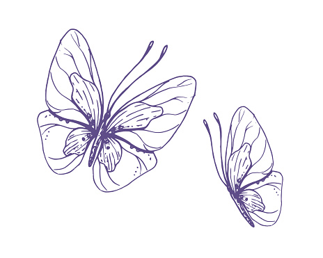 Delicate butterflies with patterns on the wings, simple, sweet, light, romantic. Illustration graphically hand-drawn in lilac ink in line style. Set of isolated EPS vector objects.