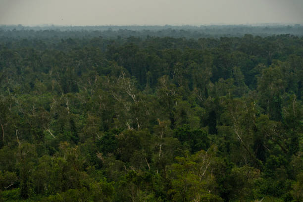 istock U Minh Ha National Park, Ca Mau province 2109264105