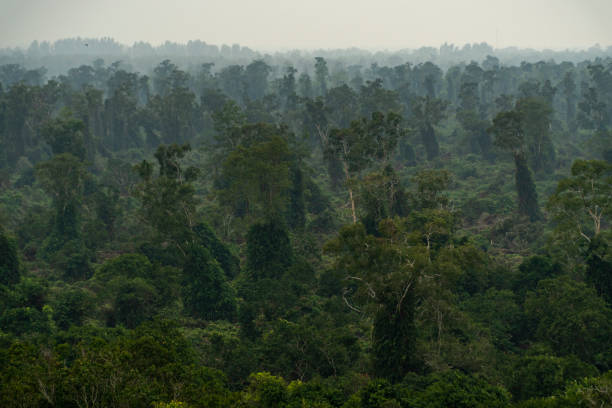 istock U Minh Ha National Park, Ca Mau province 2109264110