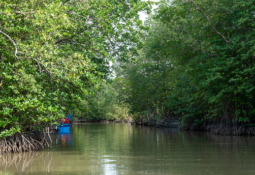 Inside the Ca Mau mangrove forest, Ca Mau Cape national forest, the world's biosphere reserve