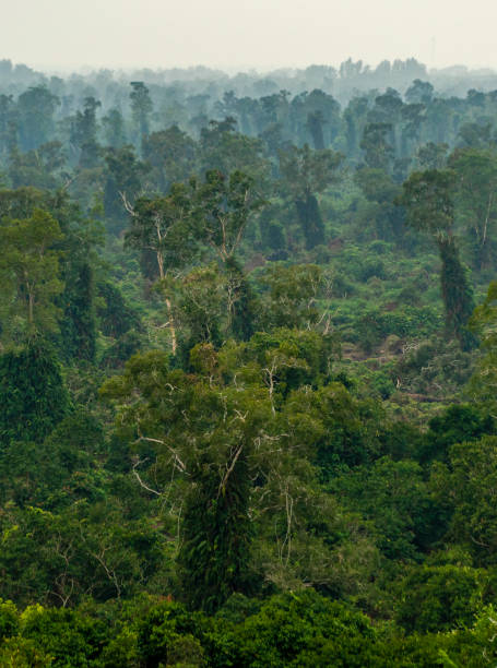 istock U Minh Ha National Park, Ca Mau province 2109264629