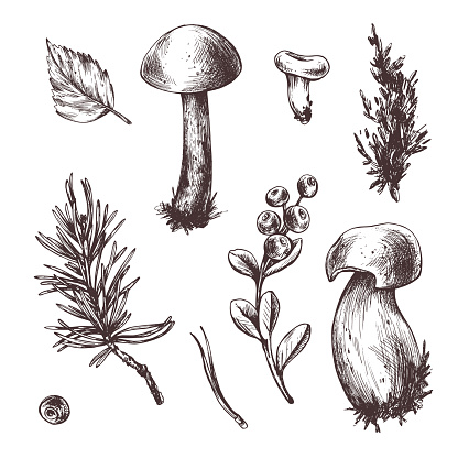 A set of forest mushrooms, boletus, chanterelles and blueberries, lingonberries, twigs, cones, leaves. Graphic botanical illustration hand drawn in brown ink. For autumn festival. set of elements