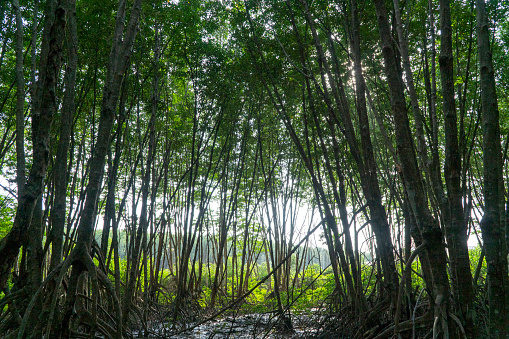 Inside the Ca Mau mangrove forest, Ca Mau Cape national forest, the world's biosphere reserve