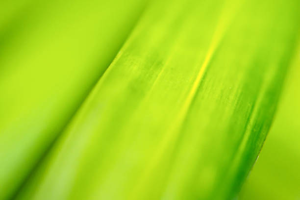 Natural plant green leaf in garden with bokeh background