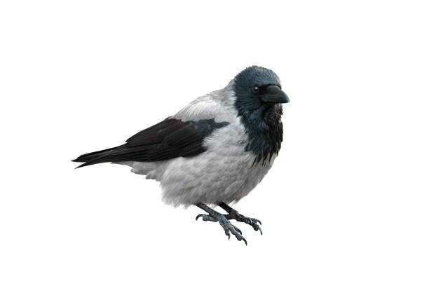 istock black and gray raven isolated on white background 2109268995