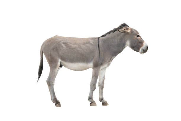 istock Somali donkey isolated on white background 2109269547
