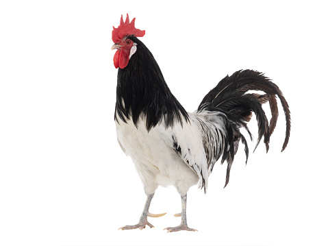 rooster lakenfelder isolated on a white background