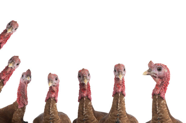 istock portraits red bourbon turkeys isolated on white background 2109270080