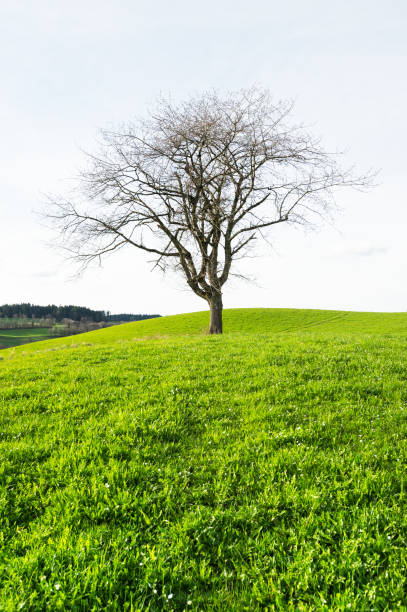 Red beech on a hill top surrounded by green grass. Sky is blue and no clouds