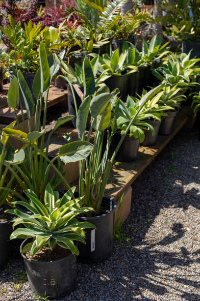 istock Plants on the display in the nursery 2109273010
