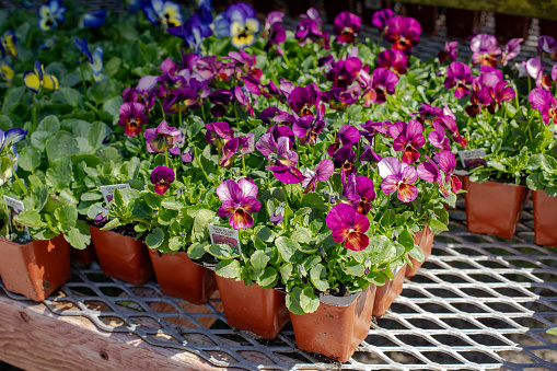 Plant theater with shelves of different varieties of dianthus