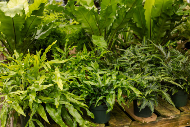 istock Green leaf tropical plants in the nursery 2109273018