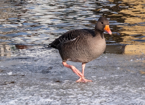 Goose in icy waters of Reykjavík