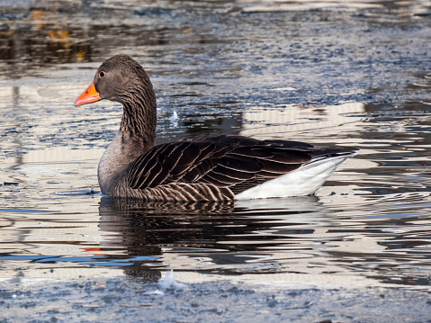 Goose in icy waters of Reykjavík