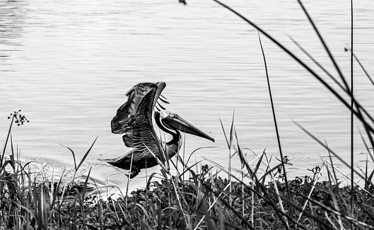 Pelican flying at the lake