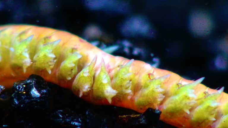 Polychaetes, marine worms Nereis. The fauna of the Black Sea