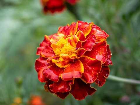 Close-up of one Marigolds flower in red. Selective focus, blurred background