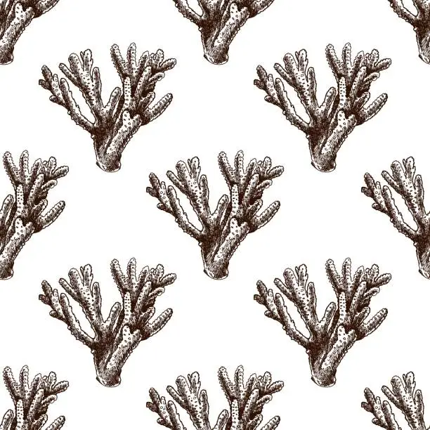 Vector illustration of Hand-drawn coral seamless pattern. Underwater tropical reef element. Vector engraved illustrations isolated on white background.