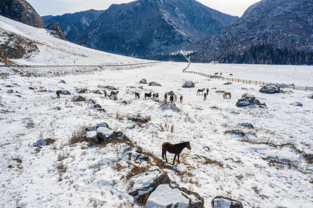 Altai Mountains, horses on a mountain pasture. Aerial view.