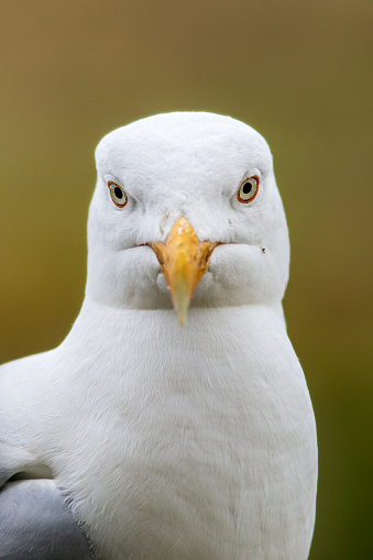 Angry seagull with open beak
