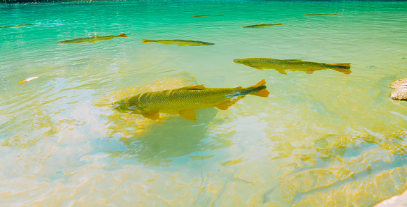 Fish swim in the crystal clear waters of the Formoso River, in the municipal resort of Bonito, in Mato Grosso do Sul. The city is one of the main ecotourism destinations in Brazil. Its main attractions are the natural landscapes, diving in rivers with clear waters, waterfalls, caves, caves, sinkholes and spas.