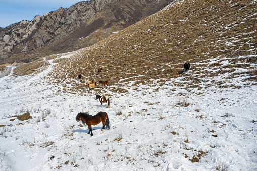 Altai Mountains, horses on a mountain pasture. Aerial view.